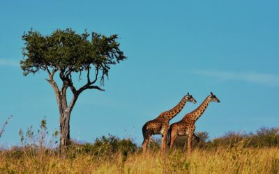 Quando fare un safari in Tanzania: alcuni consigli