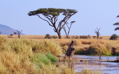Come prepararsi a un safari in Tanzania