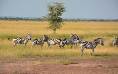 Parchi e riserve in Tanzania