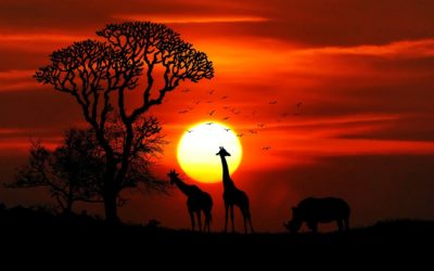 Le mete più gettonate per un safari in Tanzania