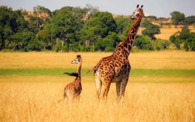 Safari in Tanzania con bambini