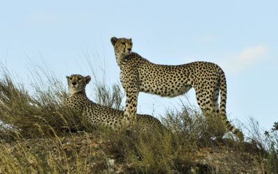 I periodi migliori per andare in Tanzania