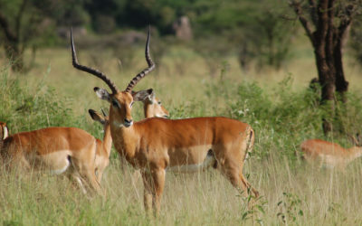 L’ Impala fra starnuti e linguacce