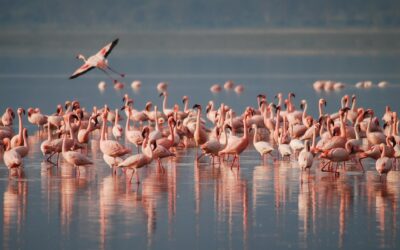 Dove vedere i fenicotteri rosa