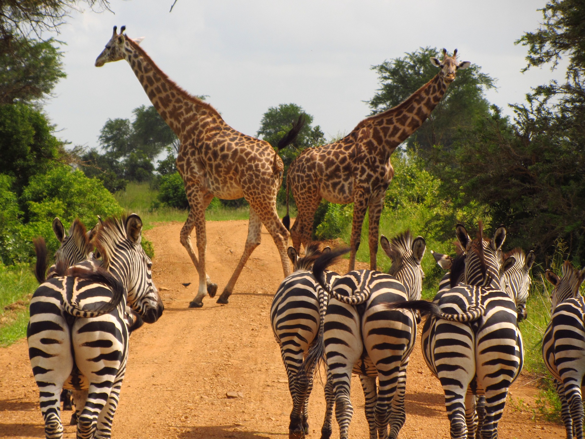 safari in tanzania immagini