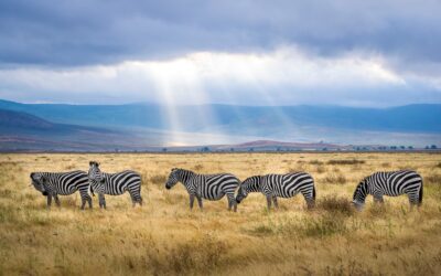 Safari in Tanzania: alla scoperta degli animali della savana
