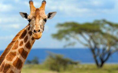 Cinque cose che non hai mai saputo sulla giraffa