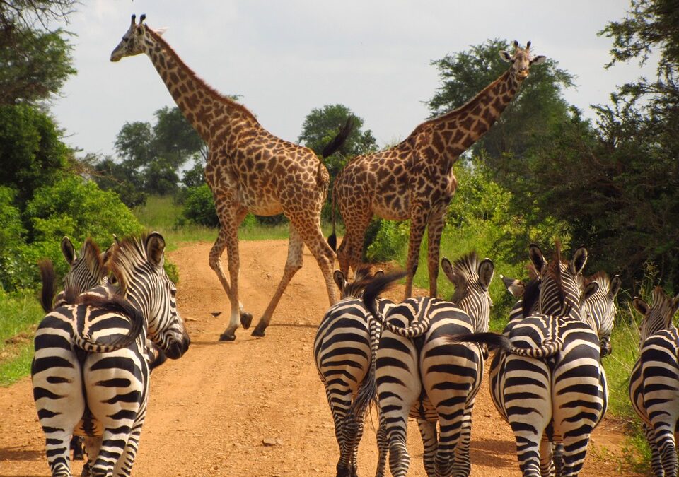 safari in tanzania