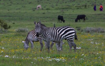 Riserva naturale di Ngorongoro: la guida di viaggio
