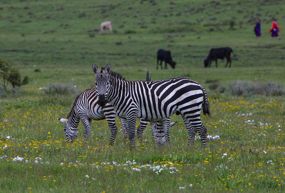 Riserva naturale di Ngorongoro