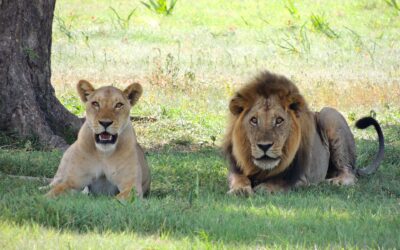 Guida al Parco Nazionale del Serengeti