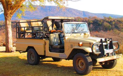 Viaggio alla scoperta della savana in jeep