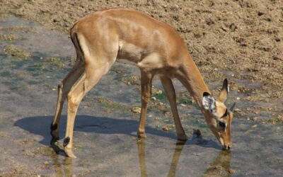 Safari in Tanzania: la riserva di Ruaha