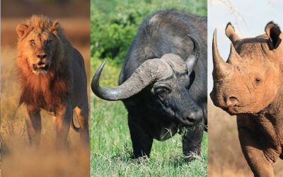 Safari in Tanzania con i Big Five. Ma chi sono? Scopriamolo!
