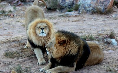 Safari in Tanzania: alla ricerca dei “Big Five”