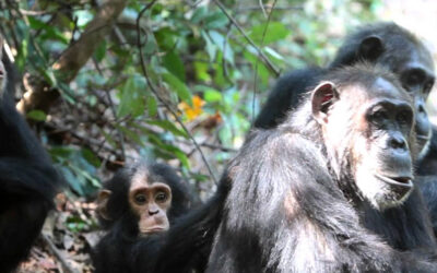 Gombe Stream National Park