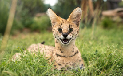 Il Serval, il radar della savana
