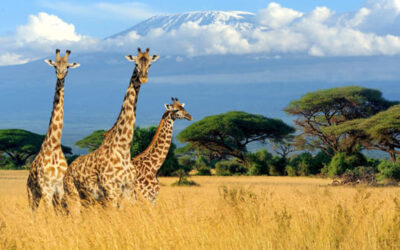 Pianificare un safari in Tanzania