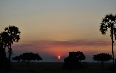 Perché fare un safari in Tanzania