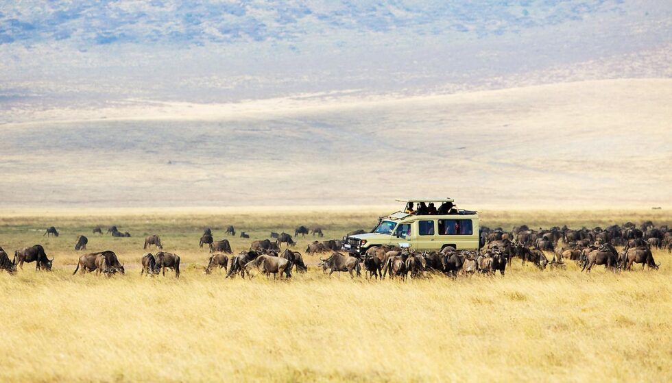 quanto costa safari tanzania