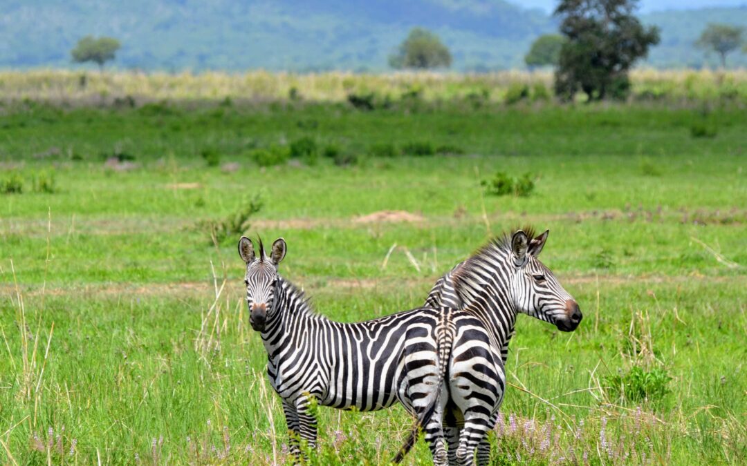 Vacanze in Tanzania: quando andare e cosa vedere