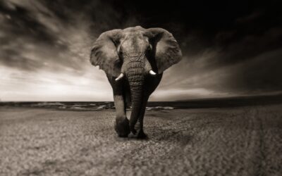 Il fascino di un safari in Africa