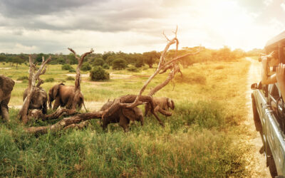 Perché la Tanzania è la migliore destinazione per i safari in Africa?
