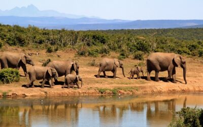 Tutte le emozioni che si vivono durante un safari