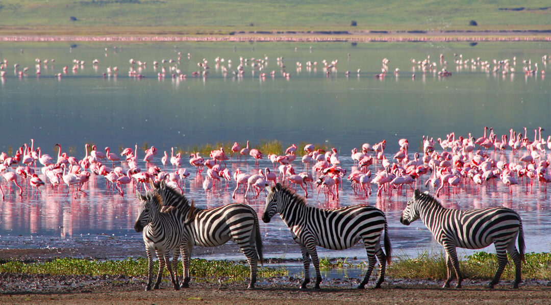 Come organizzare un safari in Tanzania: tutto ciò che c’è da sapere