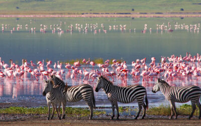 Come organizzare un safari in Tanzania: tutto ciò che c’è da sapere