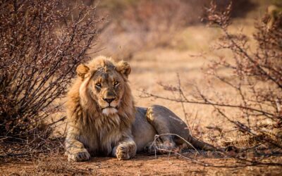 Attrezzatura necessaria per un safari in Africa