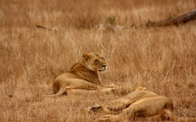 Safari in Africa: consigli per gli esploratori