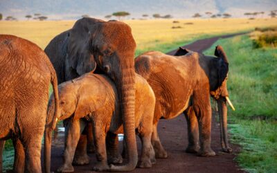 5 regole per un safari sicuro
