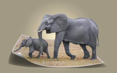 La migliore attrezzatura fotografica da safari: cosa portare?