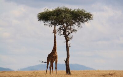 Safari: perché dovresti farlo almeno una volta