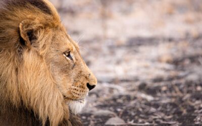 Come organizzare lo zaino per il safari