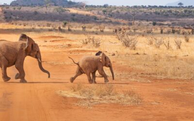 Safari per la prima volta: 5 consigli utili