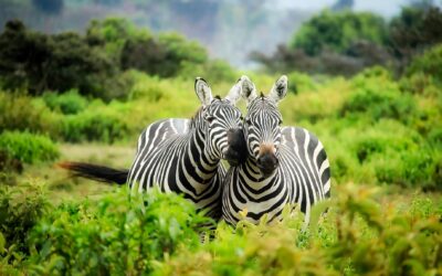 Il costo di un safari in Africa
