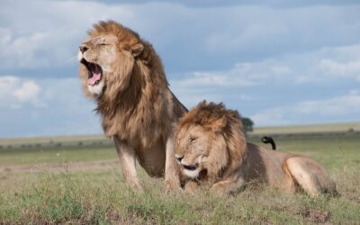 Cos’è un Safari fotografico?