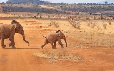 Come organizzare Viaggio Safari
