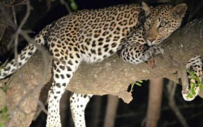 Tipi di safari: ecco quali sono
