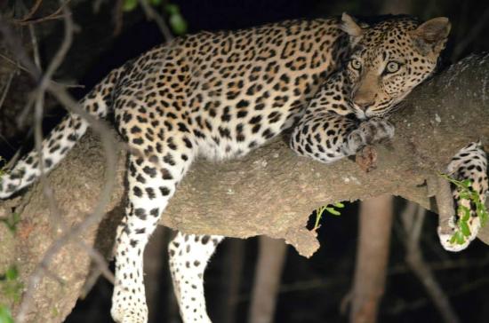 Tipi di safari: ecco quali sono