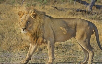 Pericoli safari: quali sono e come evitarli