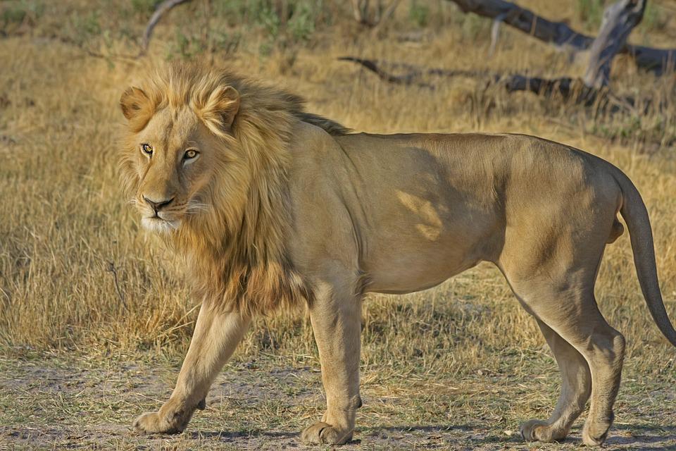 Pericoli safari: quali sono e come evitarli