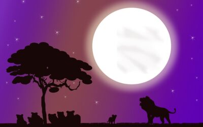Safari notturno in jeep: un’avventura tutta da vivere