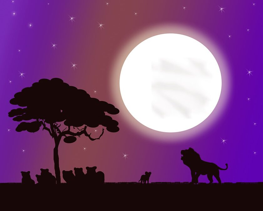 Safari notturno in jeep: un’avventura tutta da vivere