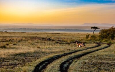 Safari game drive: di cosa si tratta?