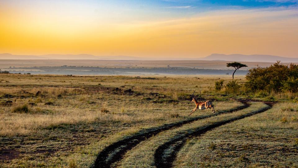Safari game drive: di cosa si tratta?