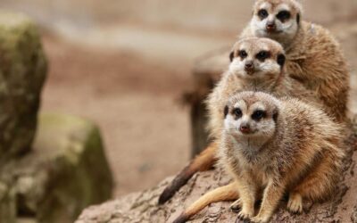 Safari con bambini piccoli: si può fare?