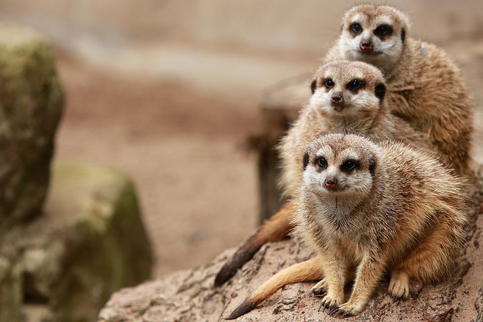 Safari con bambini piccoli